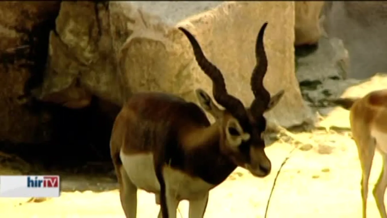 Indiai antilopok látták meg a napvilágot Budapesten