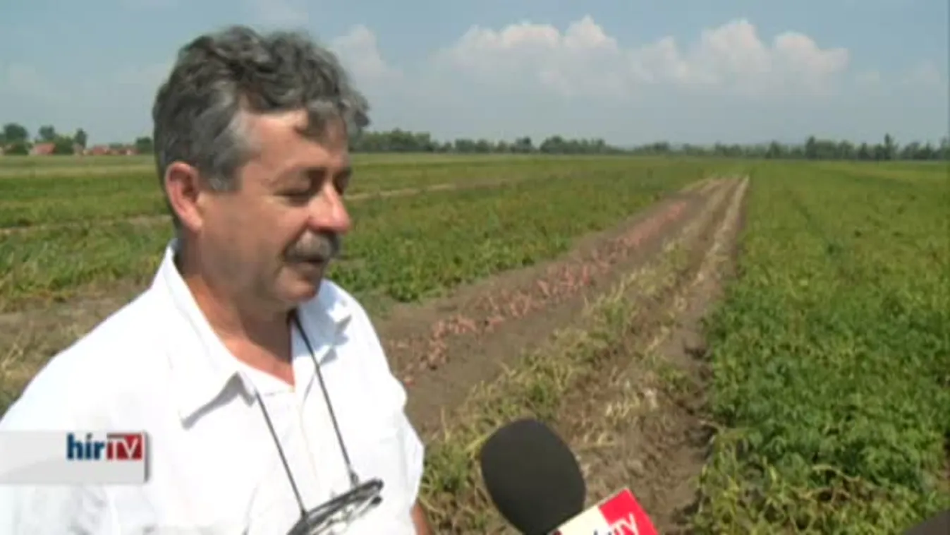 Soroló – Óriási káosz a meggypiacon