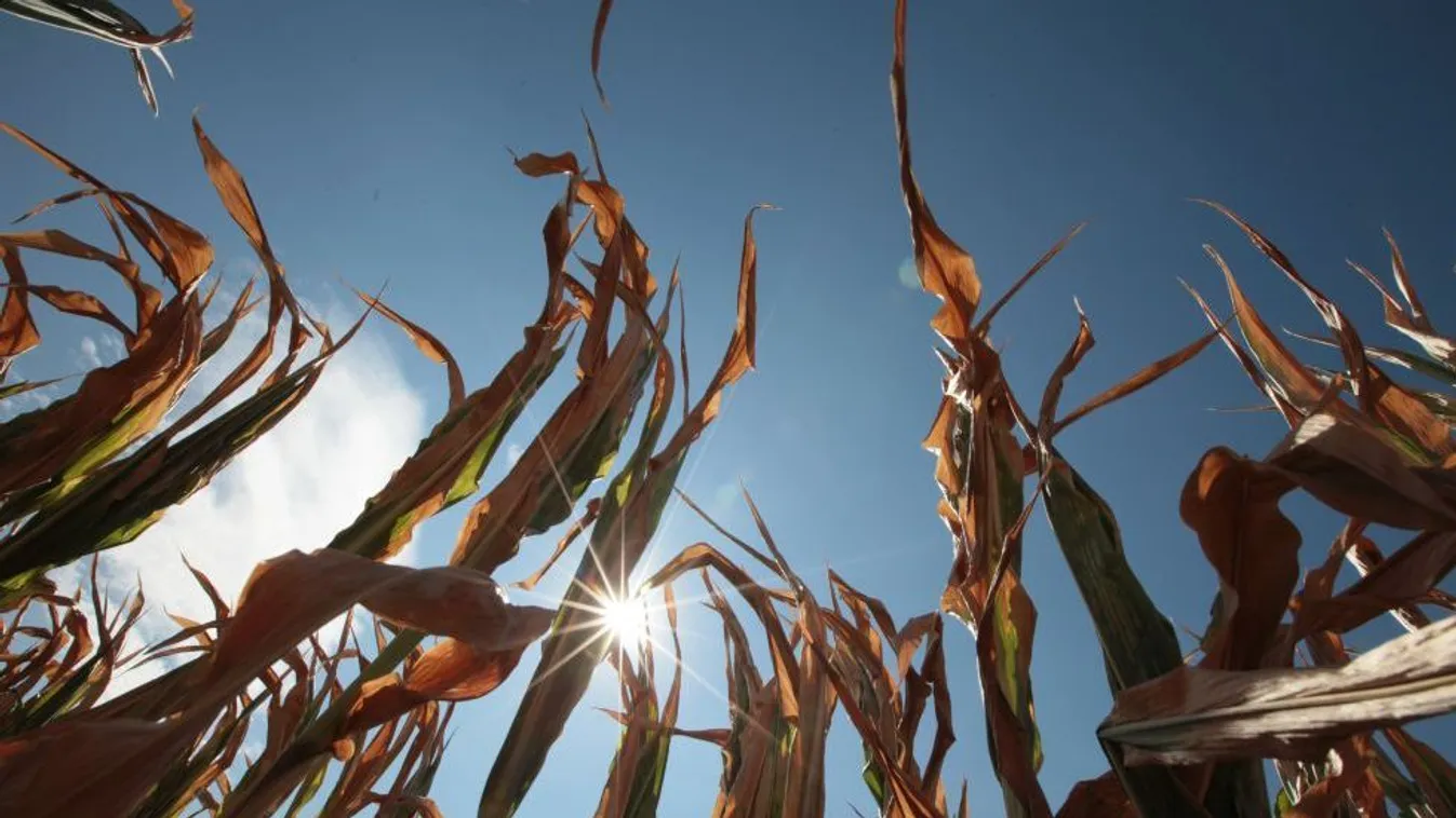 Víz van, de öntözés alig – Süle Katalin