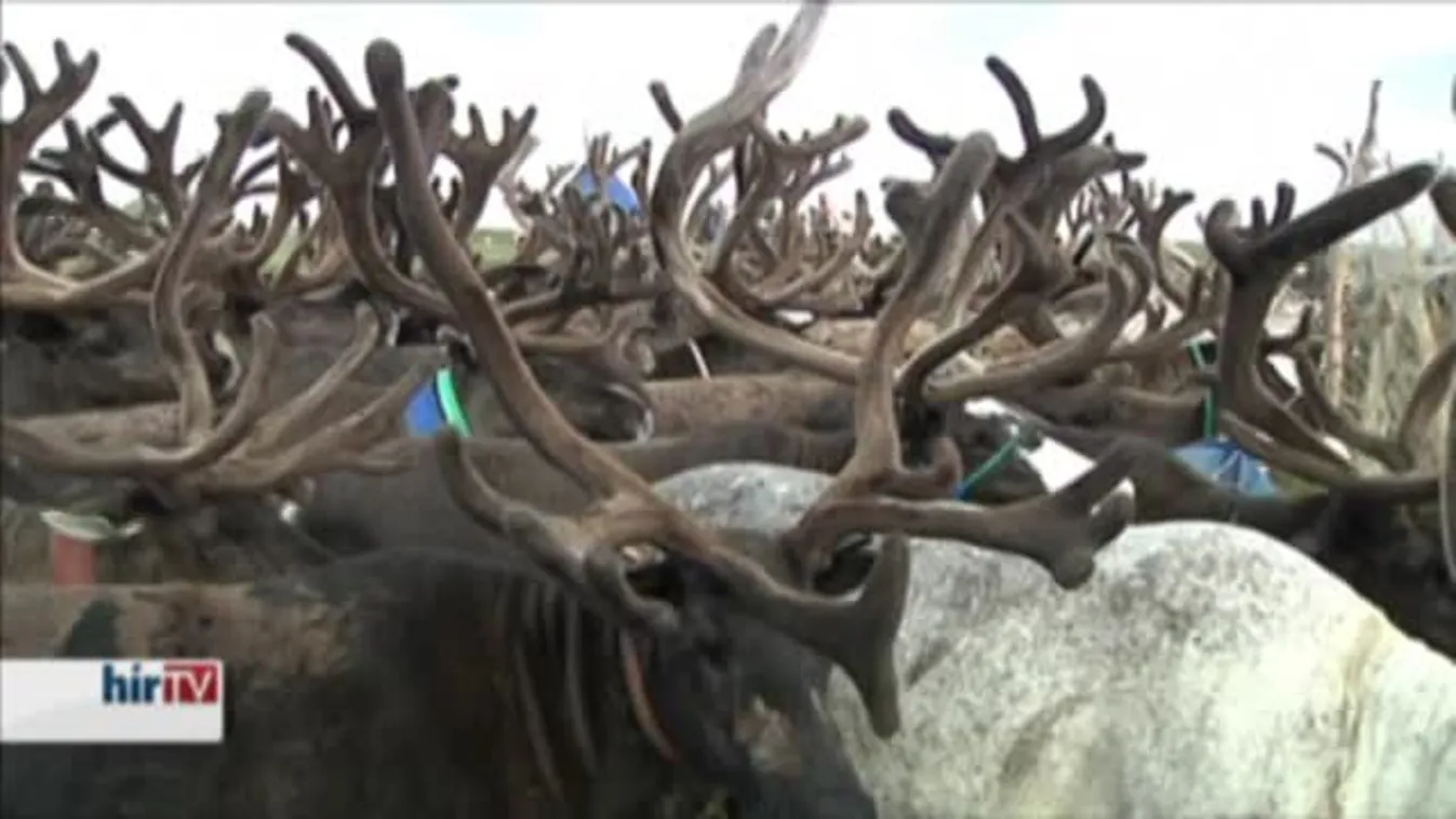 Rénszarvaspásztorok ünnepe