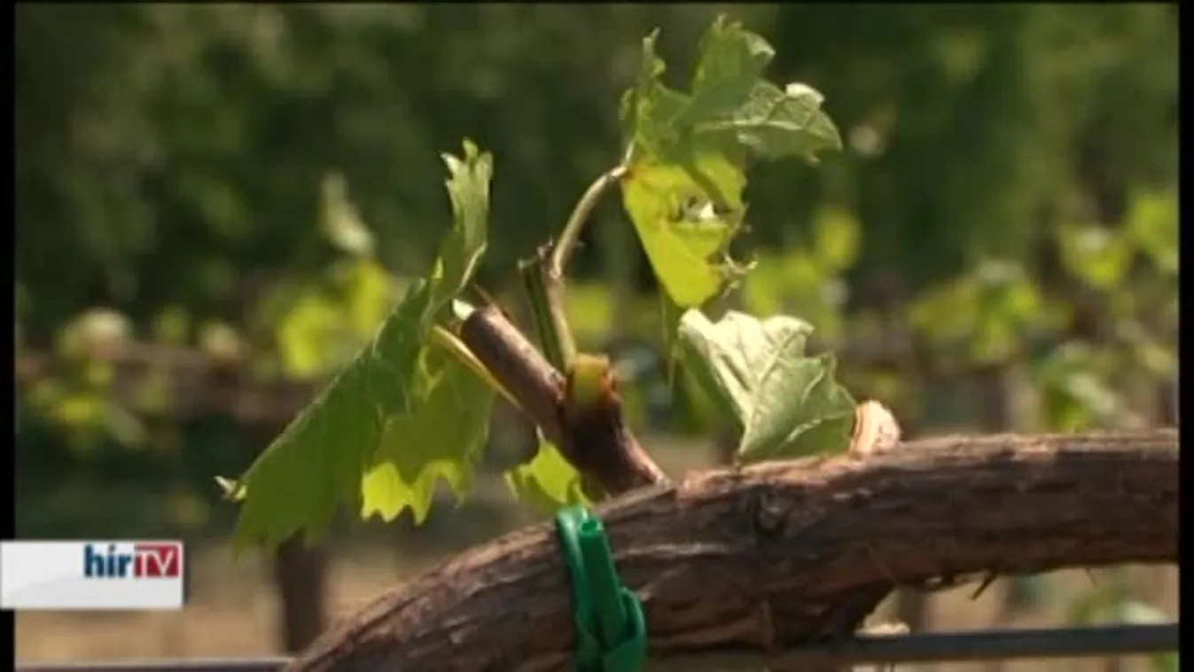 Villány jó évjárattal kecsegtet, Soltvadkert már kevésbé