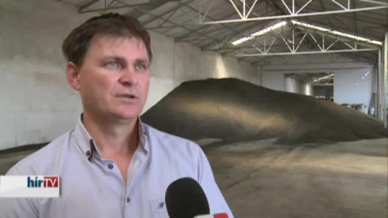 Soroló – Az augusztus végi eső mentette meg a szőlőtermést