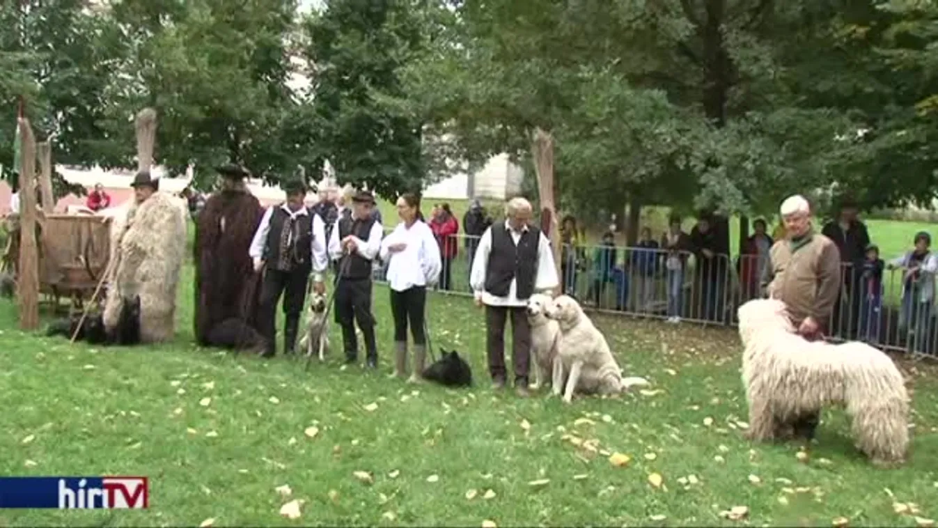 Pásztorkutya-bemutató Veszprémben