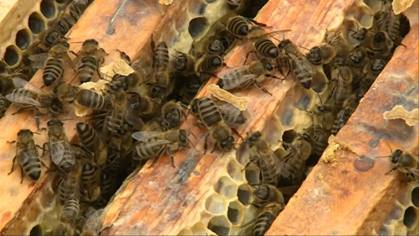 Tüntetni mennek a magyar méhészek Brüsszelbe – Reggeli járat