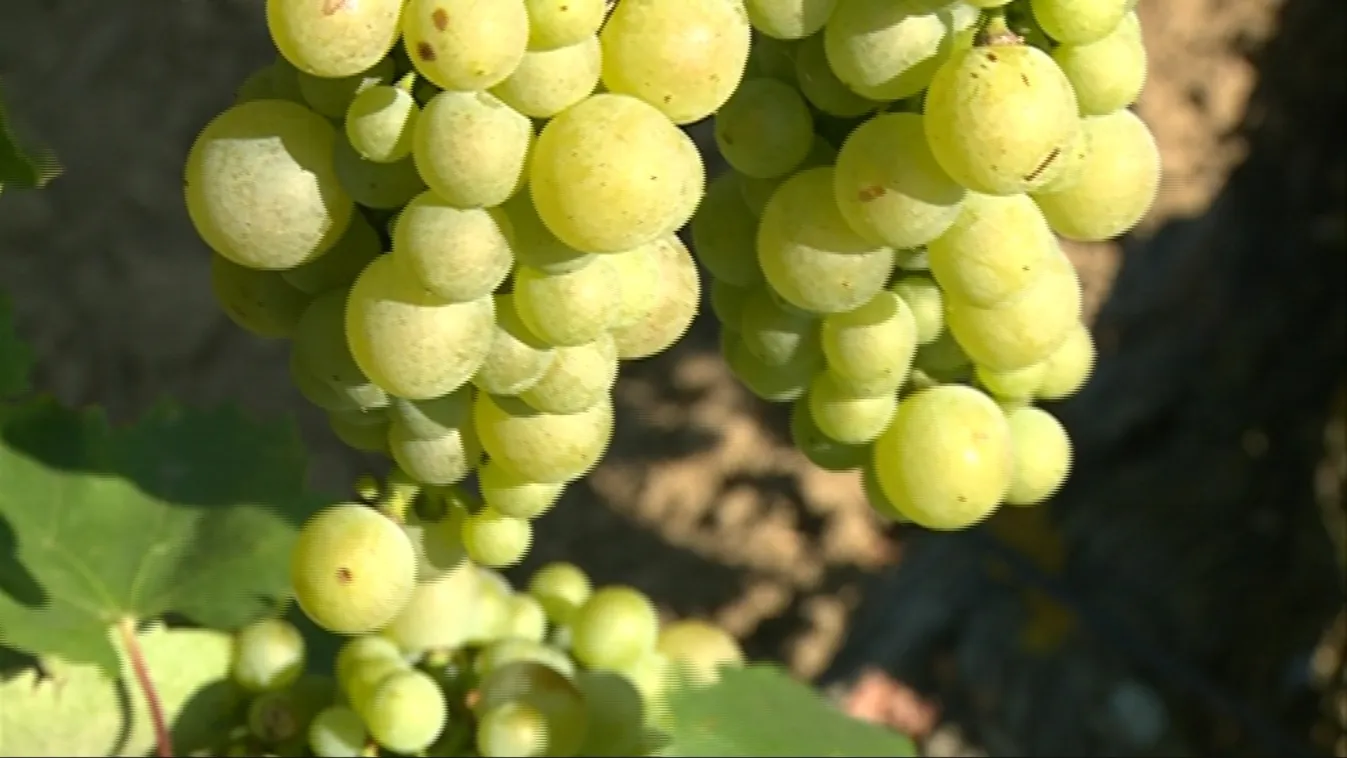 Sikerélményük van a szőlőtermelőknek – Soroló