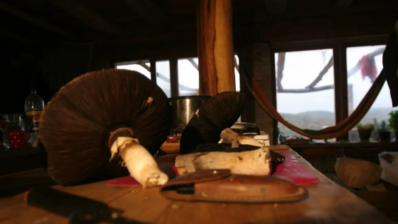 Gyűrűfű - Múlt és jövő - Vetítő