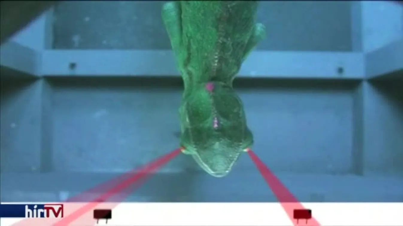 Felfedező - Kishaver