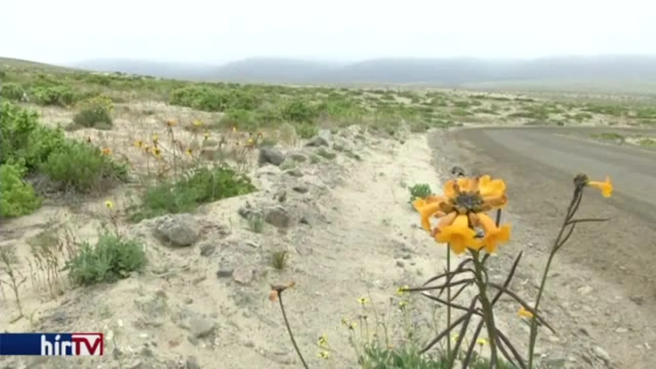 18 év után először borult virágba az Atacama-sivatag