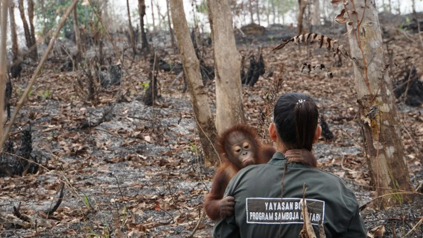 Viszik az orangutánokat