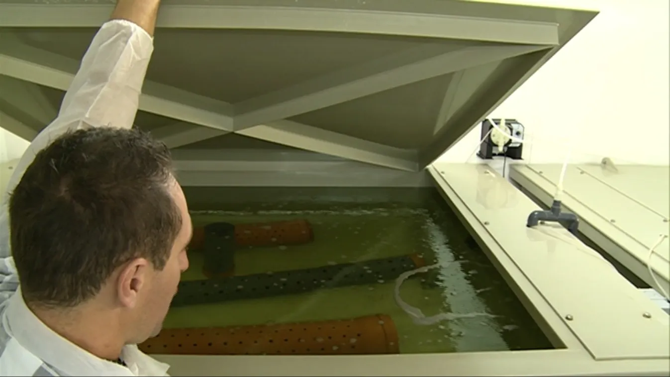 Megmenthetik a végveszélyben lévő fajt – Soroló