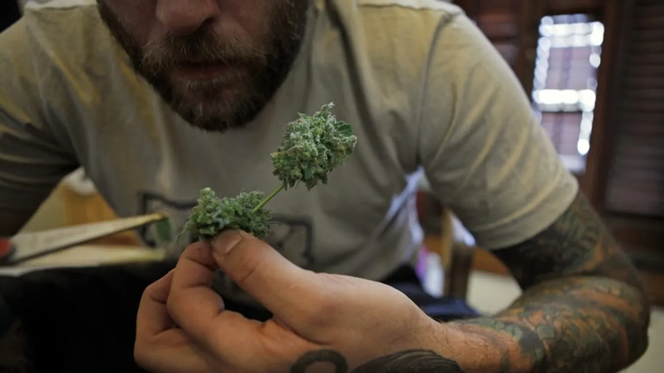 A cannabis hazája – BBC Reporters