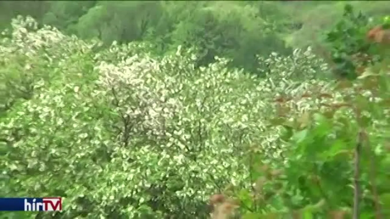 Méhészek: Szigorúbb szabályokat az uniósnál!