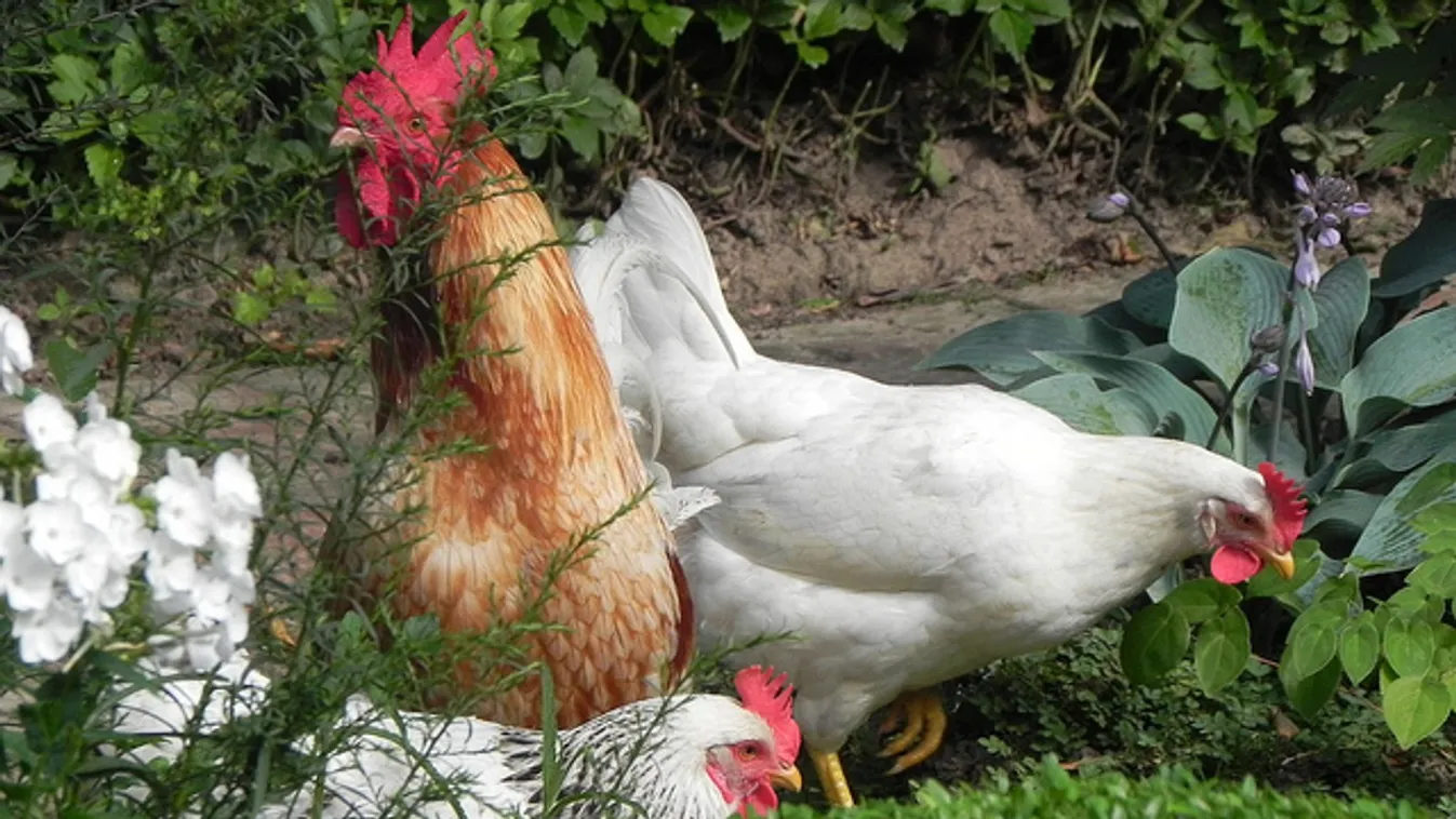 Népszerű háztáji kertek – Soroló