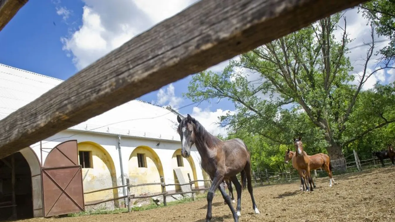 Mi lesz veled Mezőhegyes? – Gőgös Zoltán
