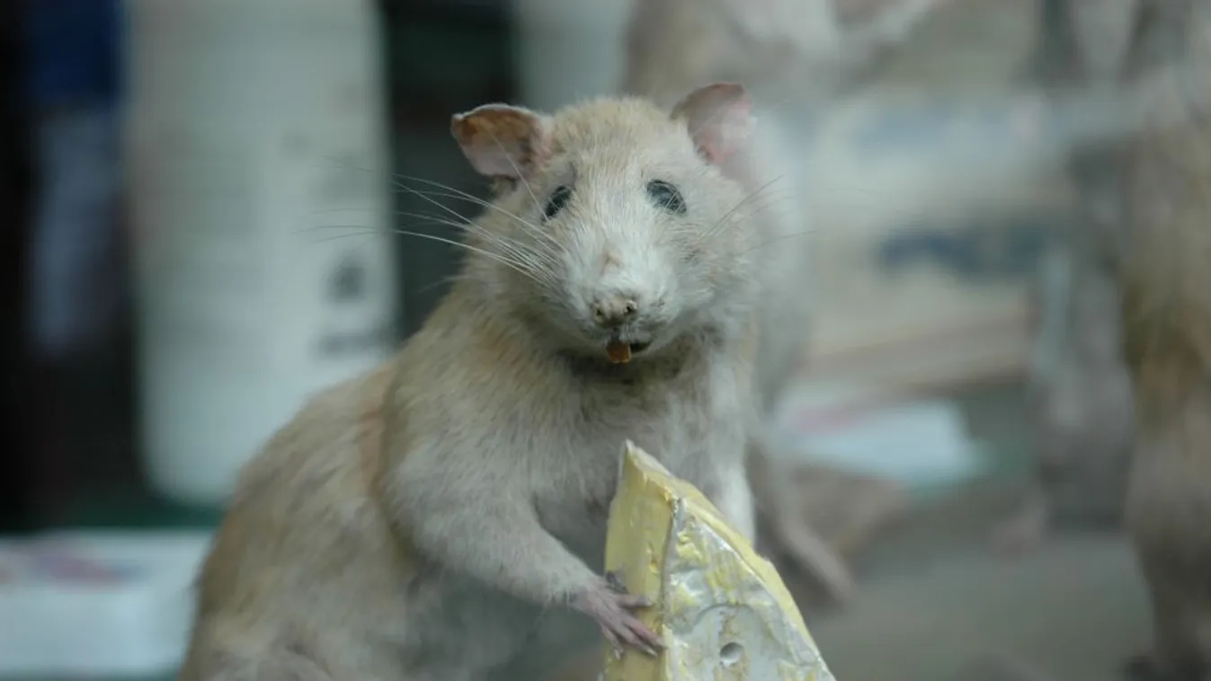 Mentőkutyák helyett mentőpatkányok – Felfedező