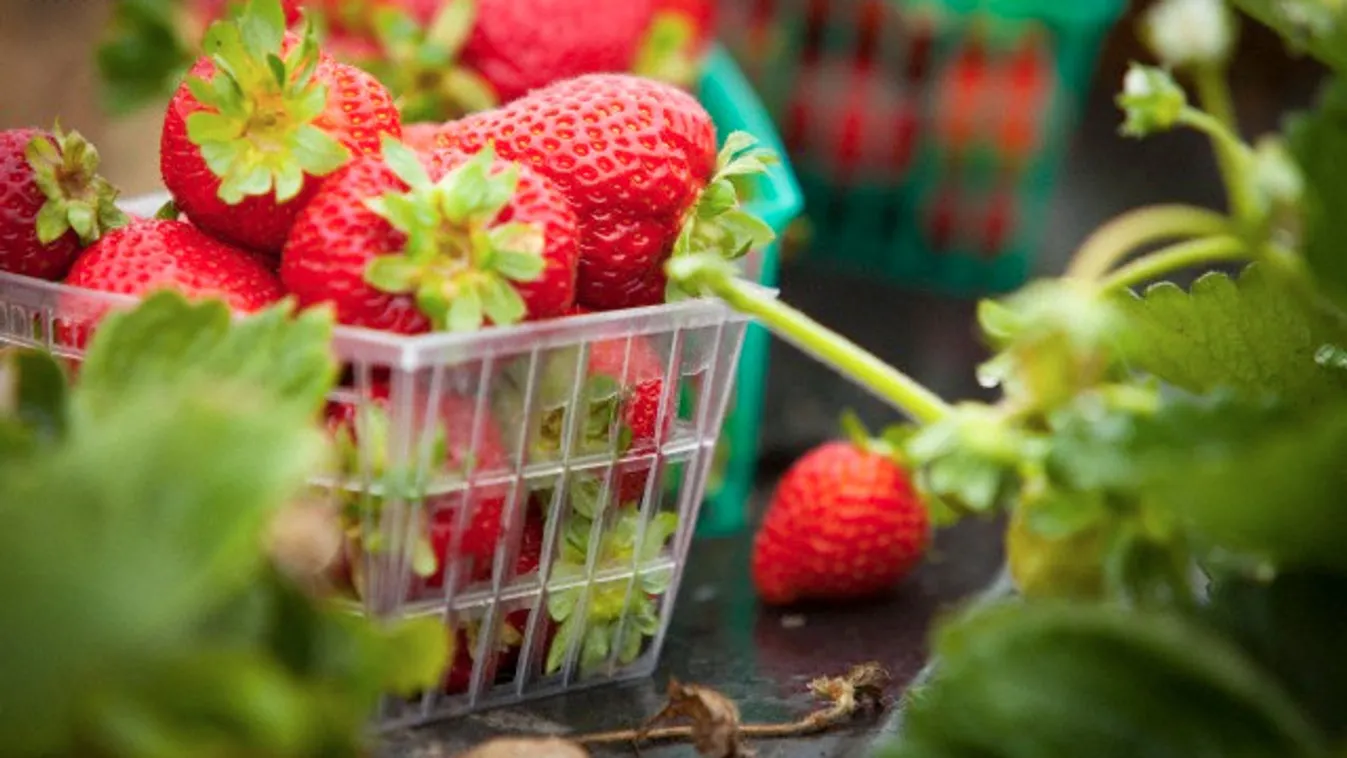 Bioeper – Felfedező