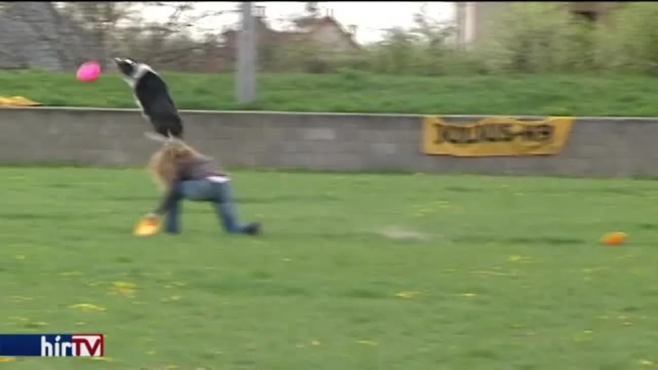 Reggeli járat - Mangó, a nemzetközileg elismert mentőkutya