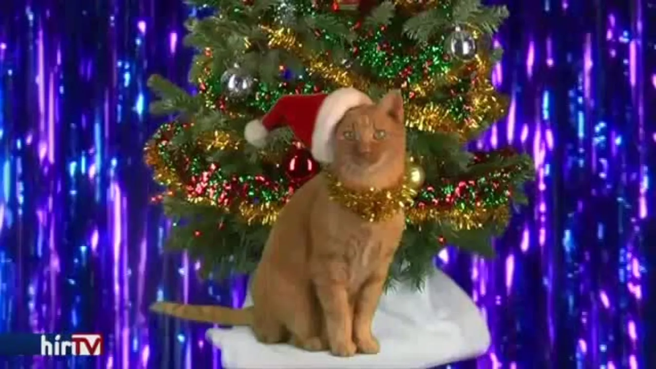 Felfedező – Az óceán őserdője