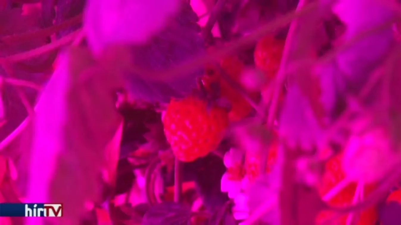 Felfedező - Bioeper