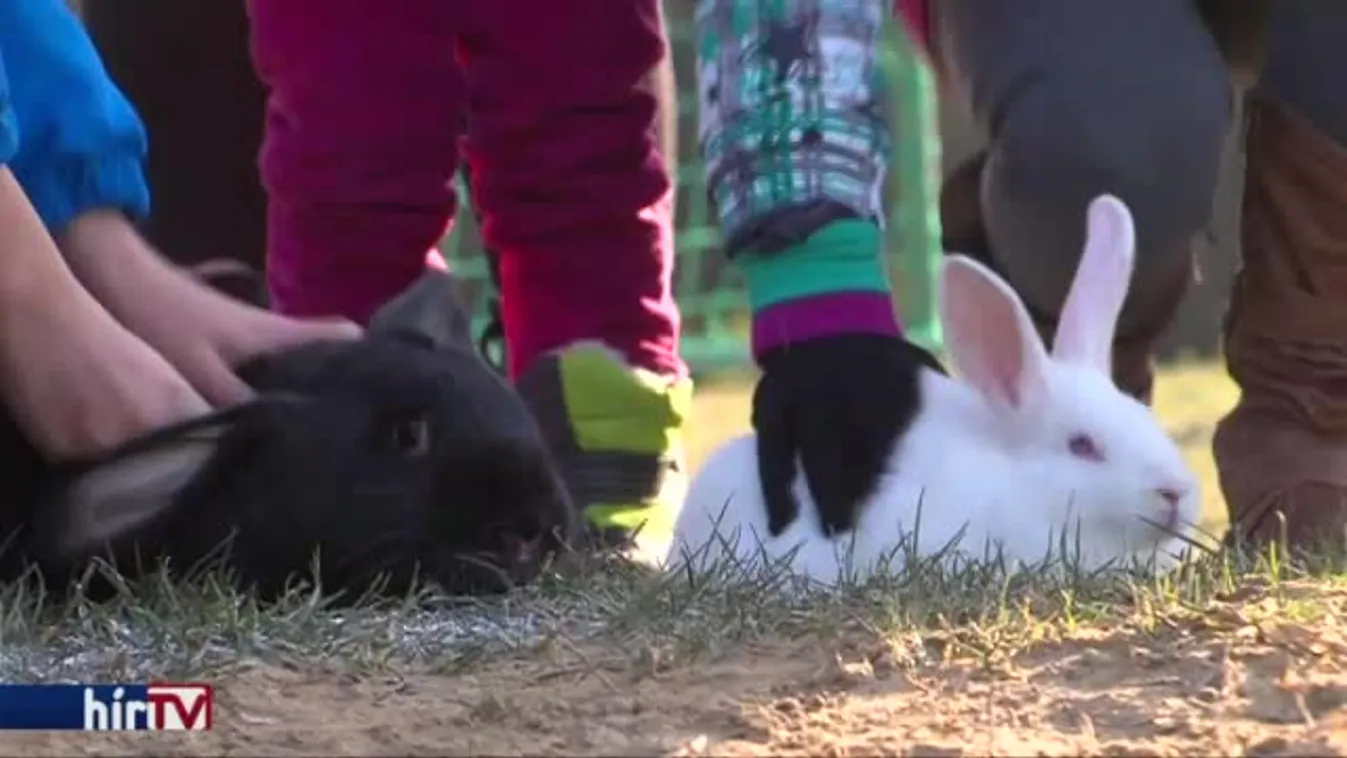 Szilveszteri nyúlvágta Somogysárdon