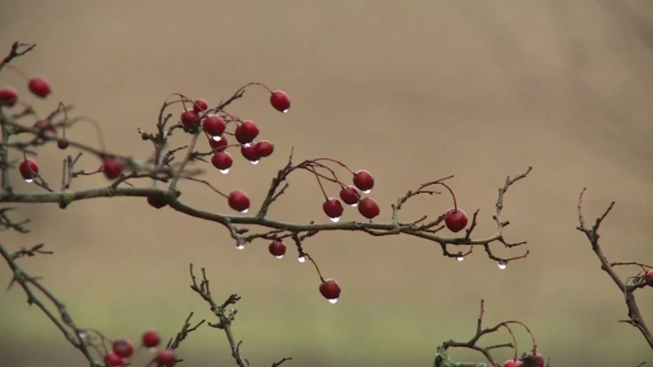 Állami földek értékesítése – Soroló