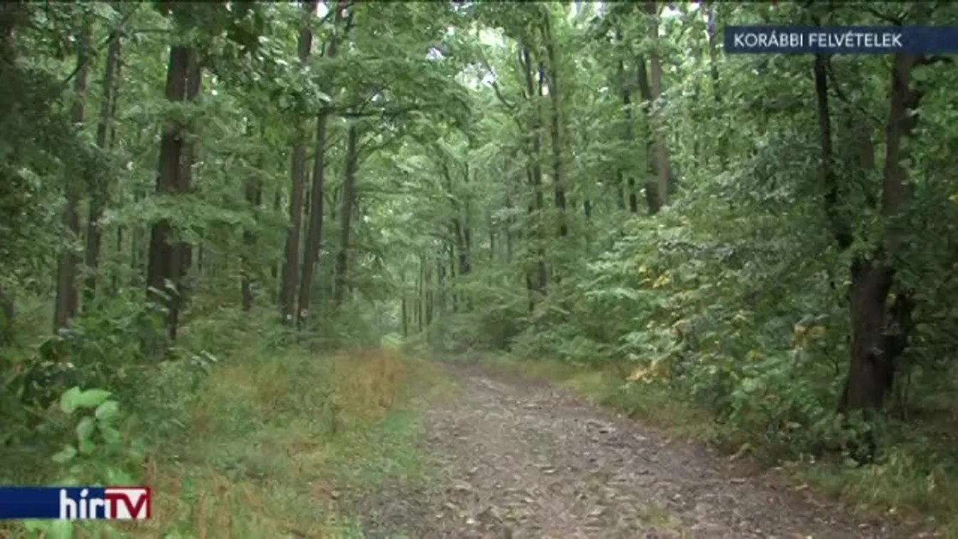 Újabb állami erdőgazdaságok buktak el