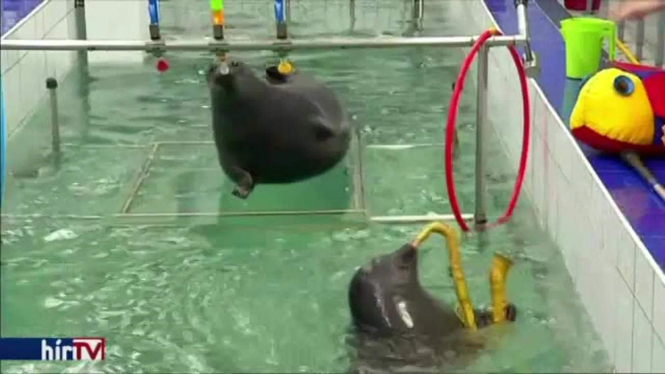 Irkutszki művészfókák