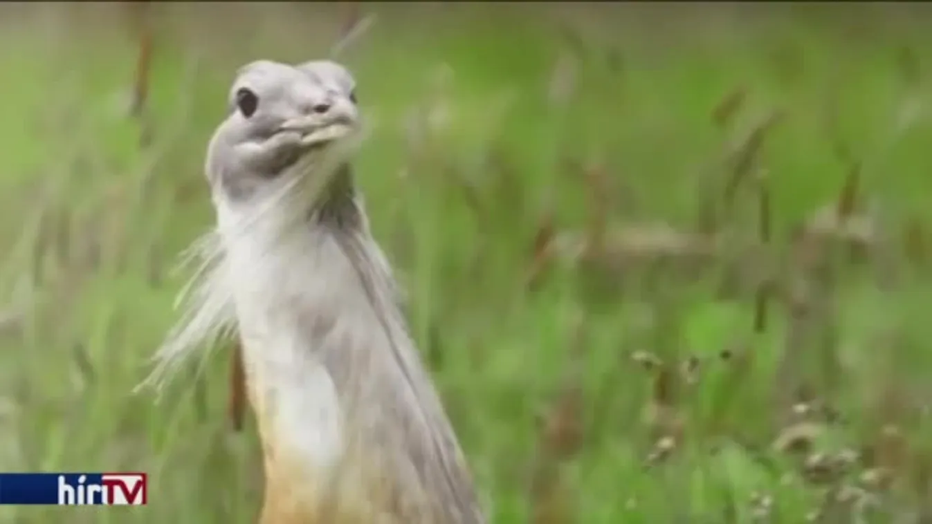 Védett madarakat veszélyeztet a földárverés