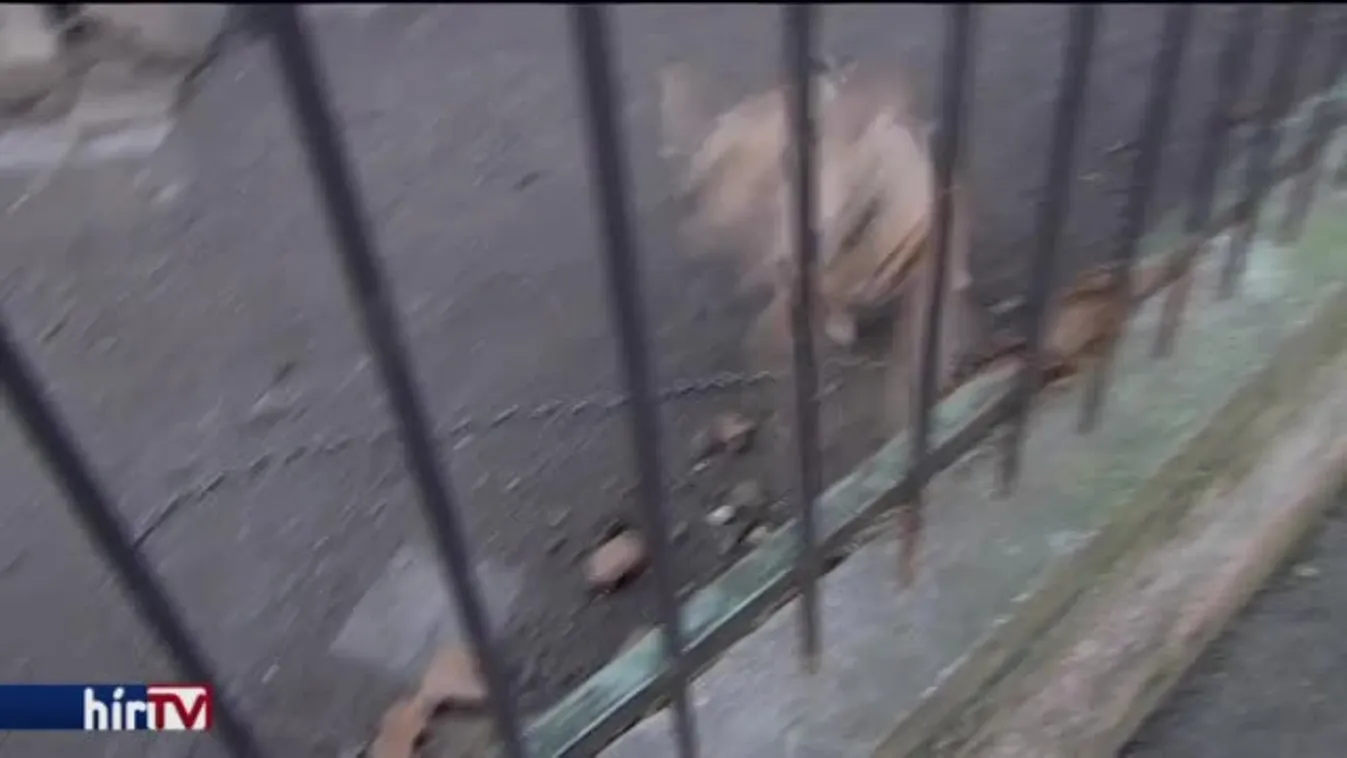 Tilos láncra verve tartani a kutyákat