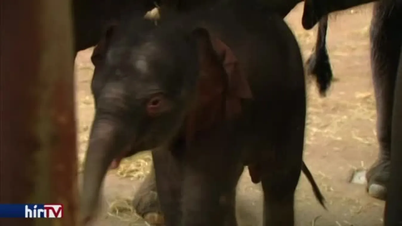 Újévi elefánt született a berlini állatkertben