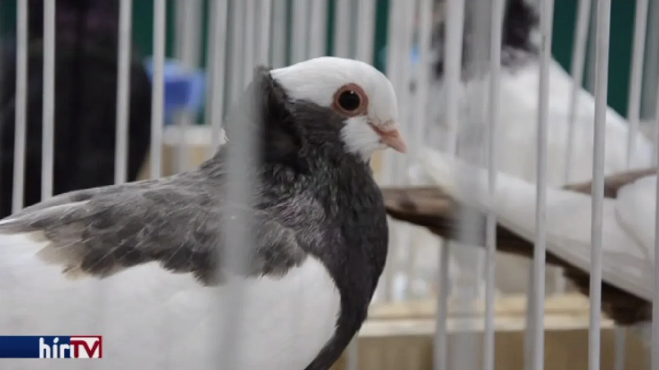 Az óriásnyúl és bukógalamb volt a kuriózum