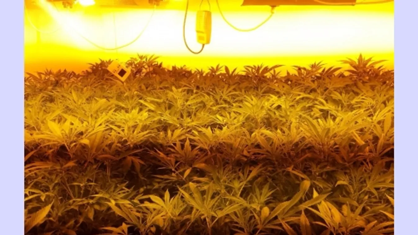 Marihuánát nevelgetett a garázsban