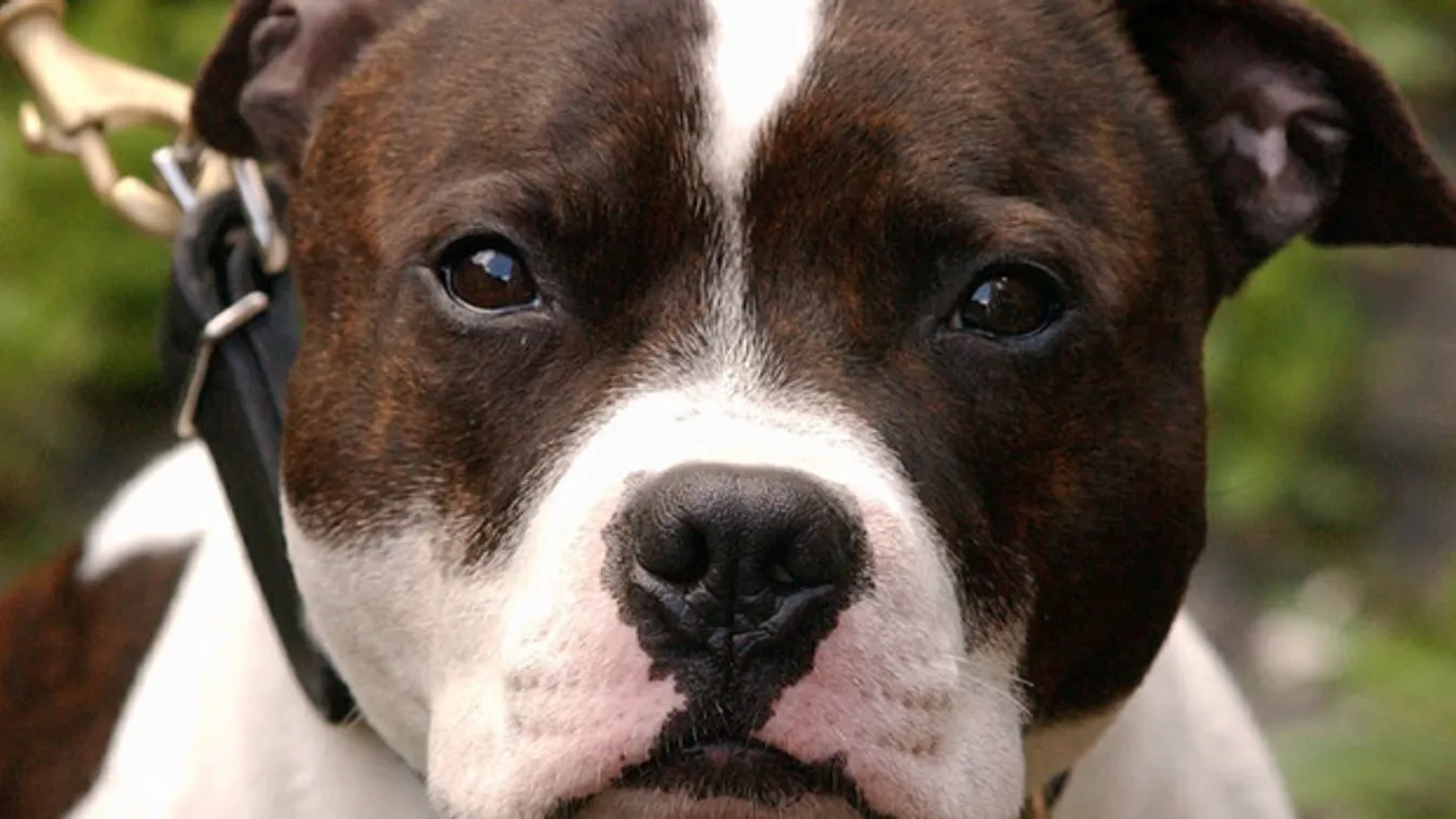 Láncos kutyák – Reggeli járat