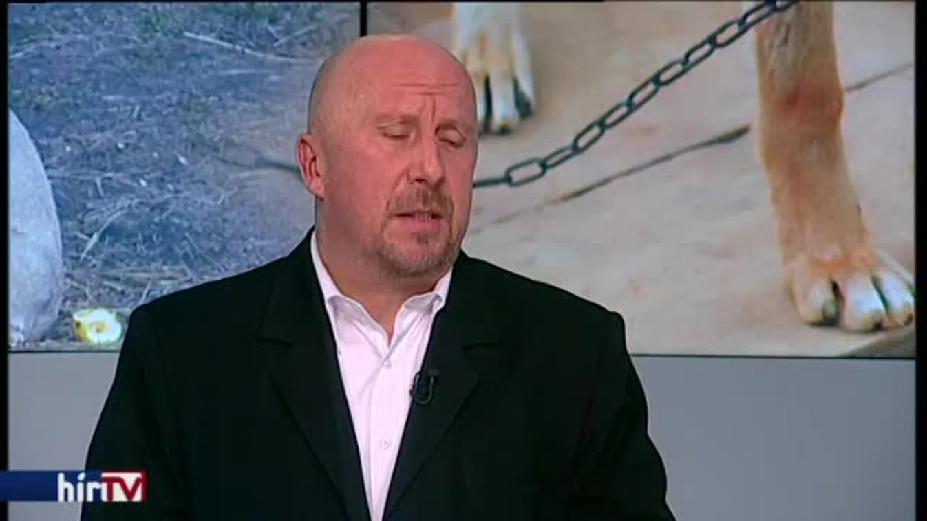 Reggeli járat – Kutyamészárlás: az igazságügyi tárcához fordulnak az állatvédők