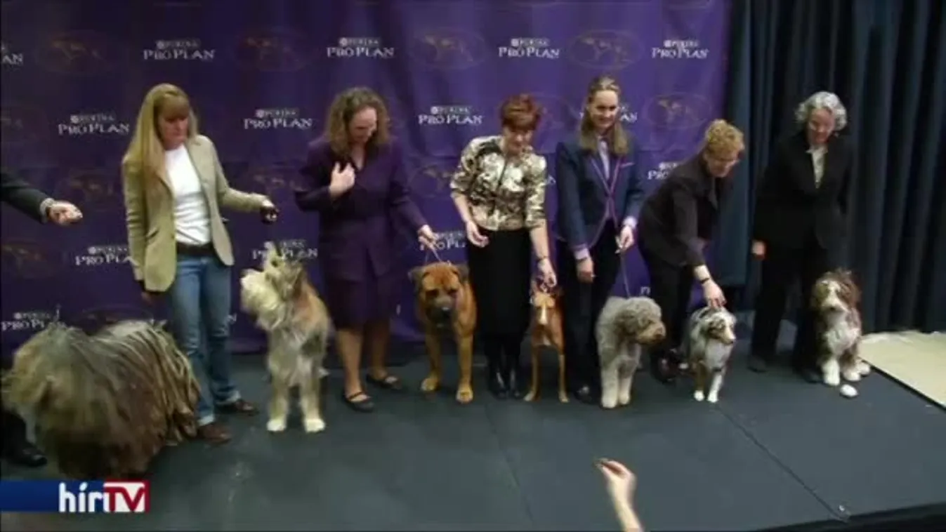 140. New York-i kutyakiállítás