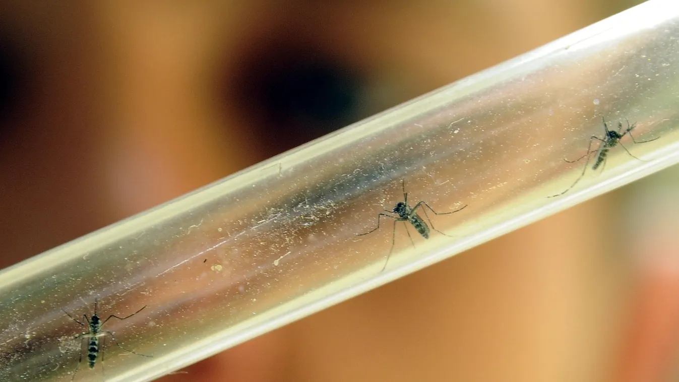 Megérkezett a zika Európába