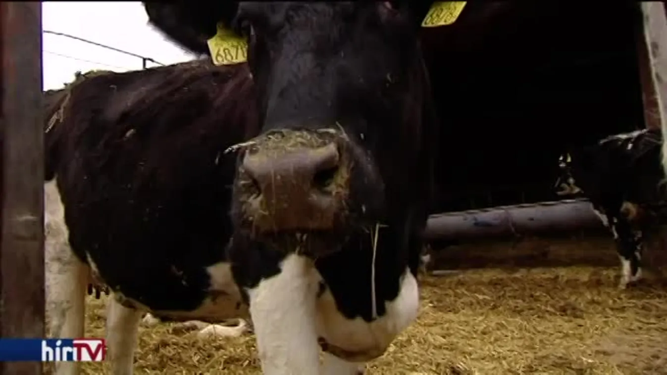 Tervben van a tejáfa csökkentése