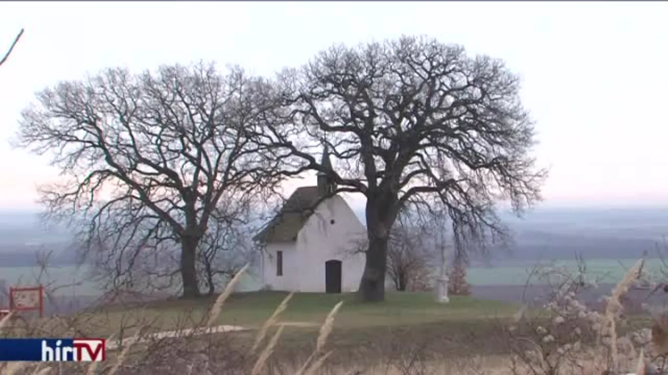 Magyar lehet az év fája Európában