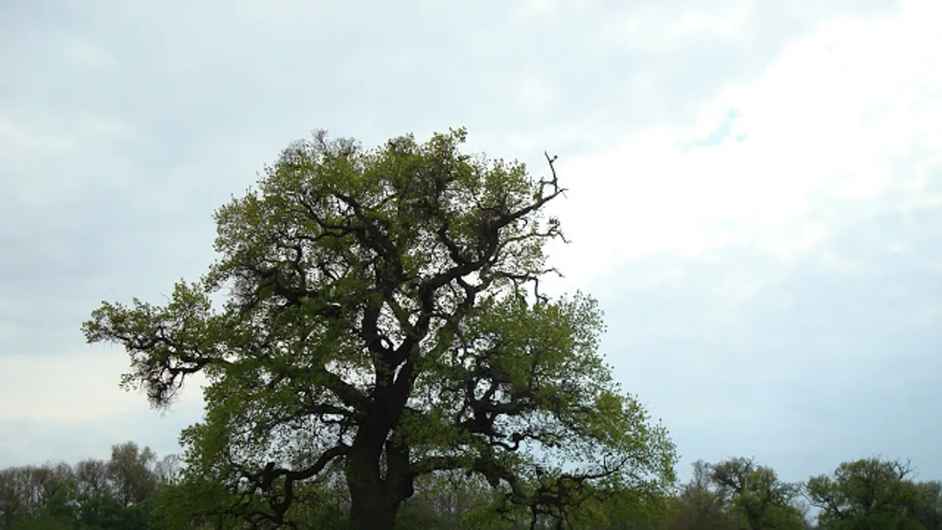 Magyar lehet az év fája Európában