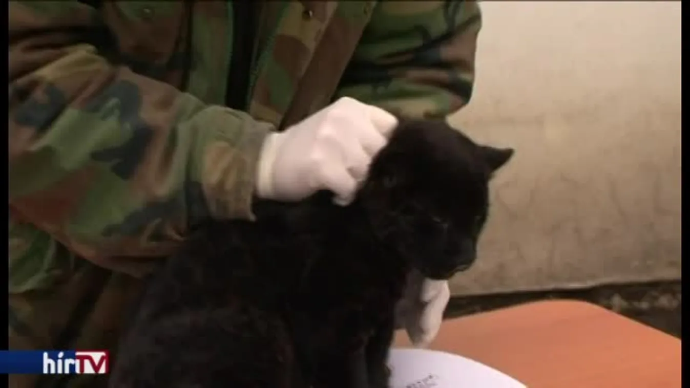 Apjára, Negróra ütött a szegedi kis jaguár