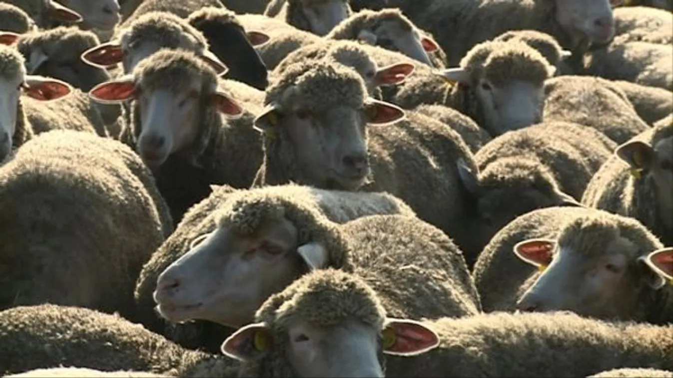 Földháború Békésben – Látótér