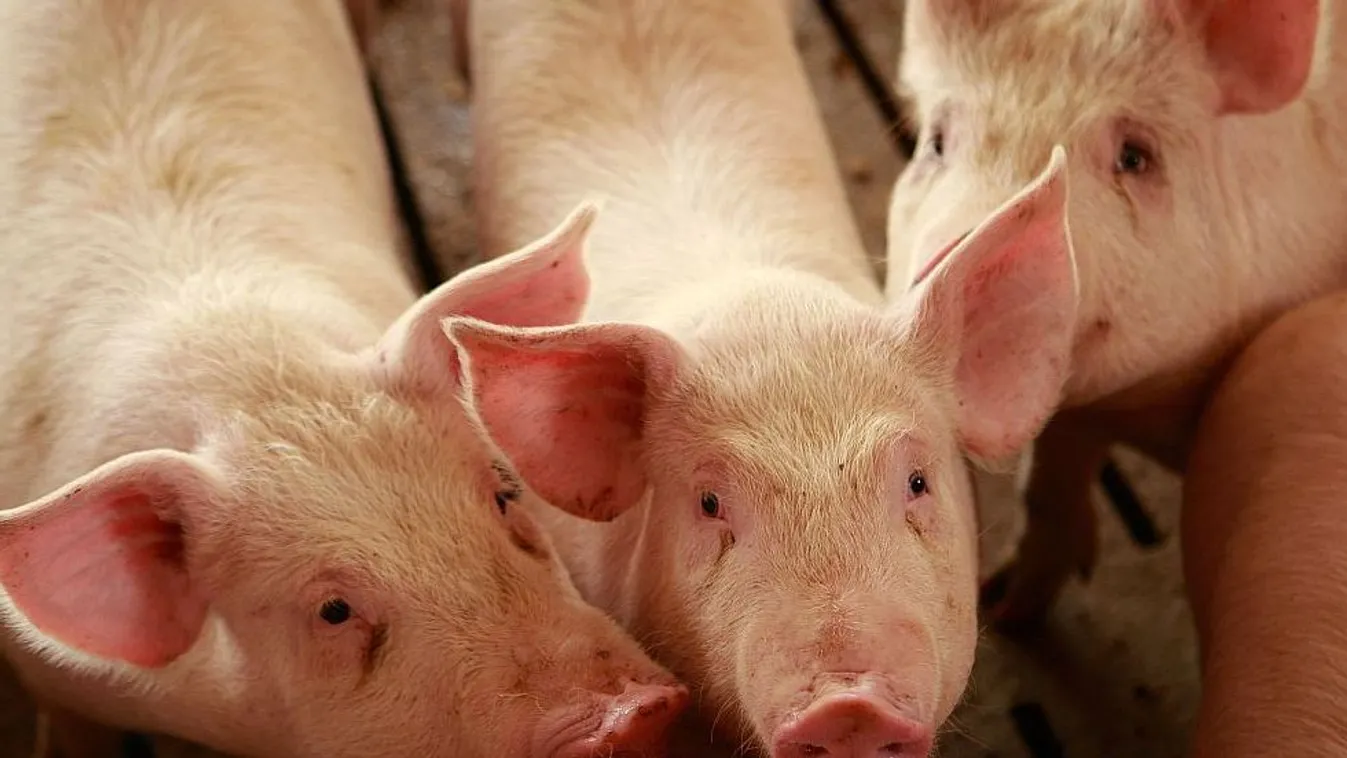 Háromszor ennyit is hizlalhatnánk