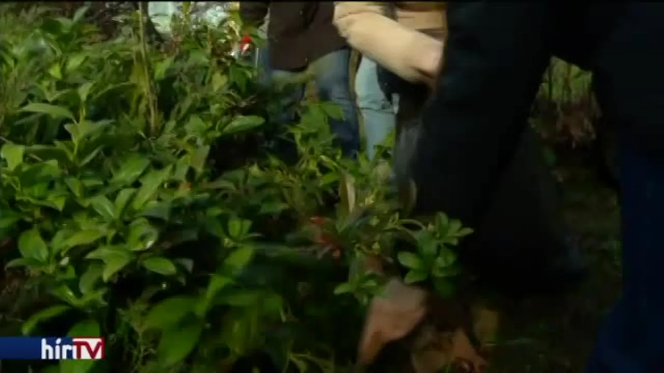 Magyarország élőben - Polgári engedetlenség