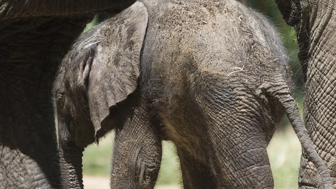 Az elefántokért küzdenek – BBC Reporters