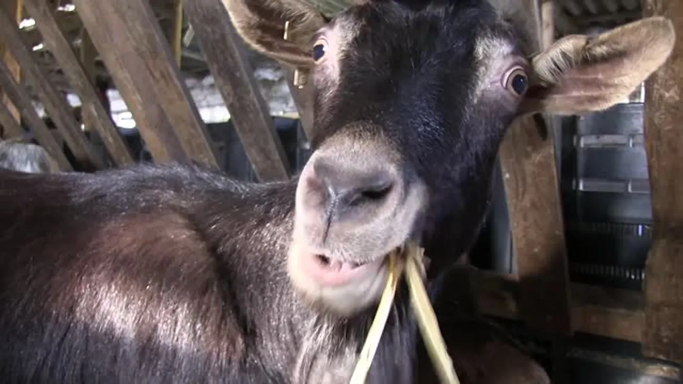 Kecskevilág- Idamajor