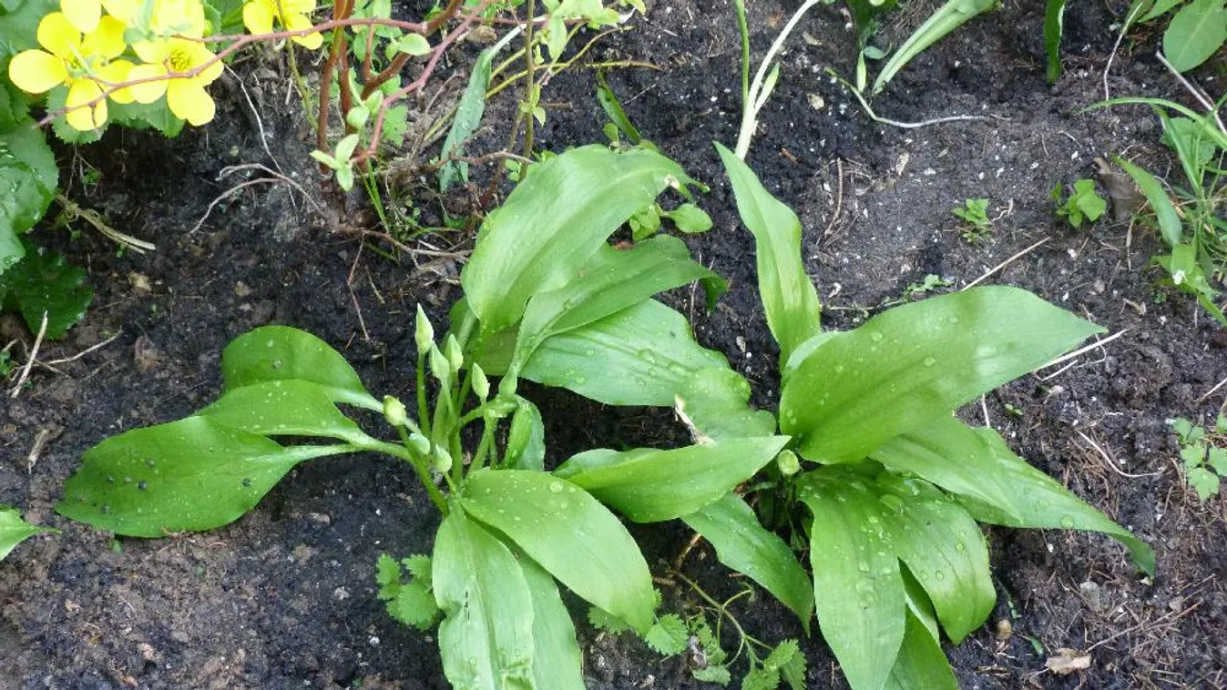 Kiváló rizottóba, pogácsába és még pörköltbe is – Reggeli járat