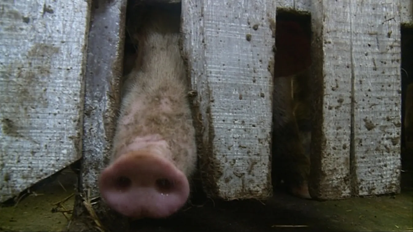 Szövetkeznek a kisebb termelőkkel – Soroló