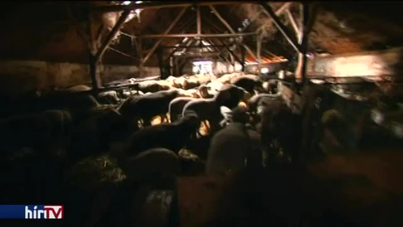 A fideszesek sikeresek, juhászcsaládok elvesztik területeiket