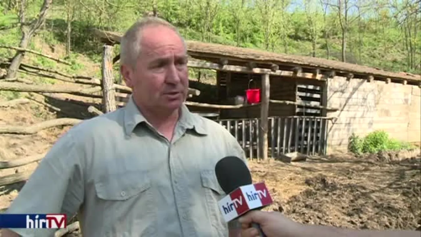 Soroló – Farkasfalka okoz riadalmat