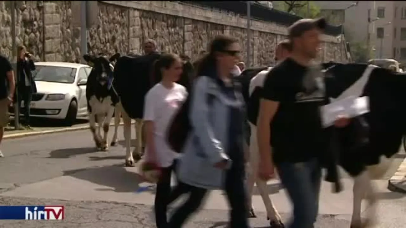 A budaörsi Tescónál demonstrálnak a tejesek